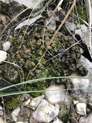 Clavascidium lacinulatum