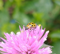 Diabrotica undecimpunctata