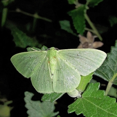 Lissochlora