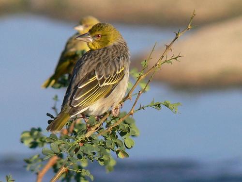 Village Weaver