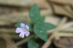 Ruellia rubra