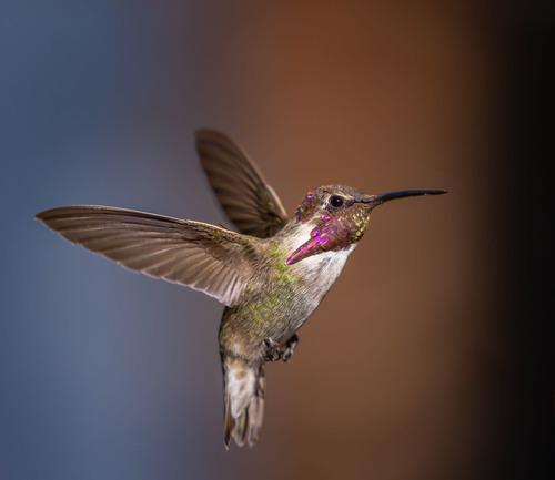 Costa's Hummingbird