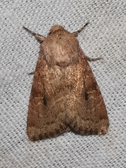 Luperina rubella