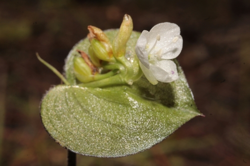 Commelina nivea (Commelina nivea)
