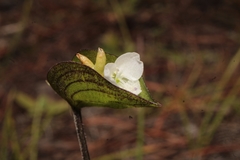 Commelina nivea