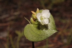 Commelina nivea
