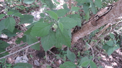 Varronia bullata