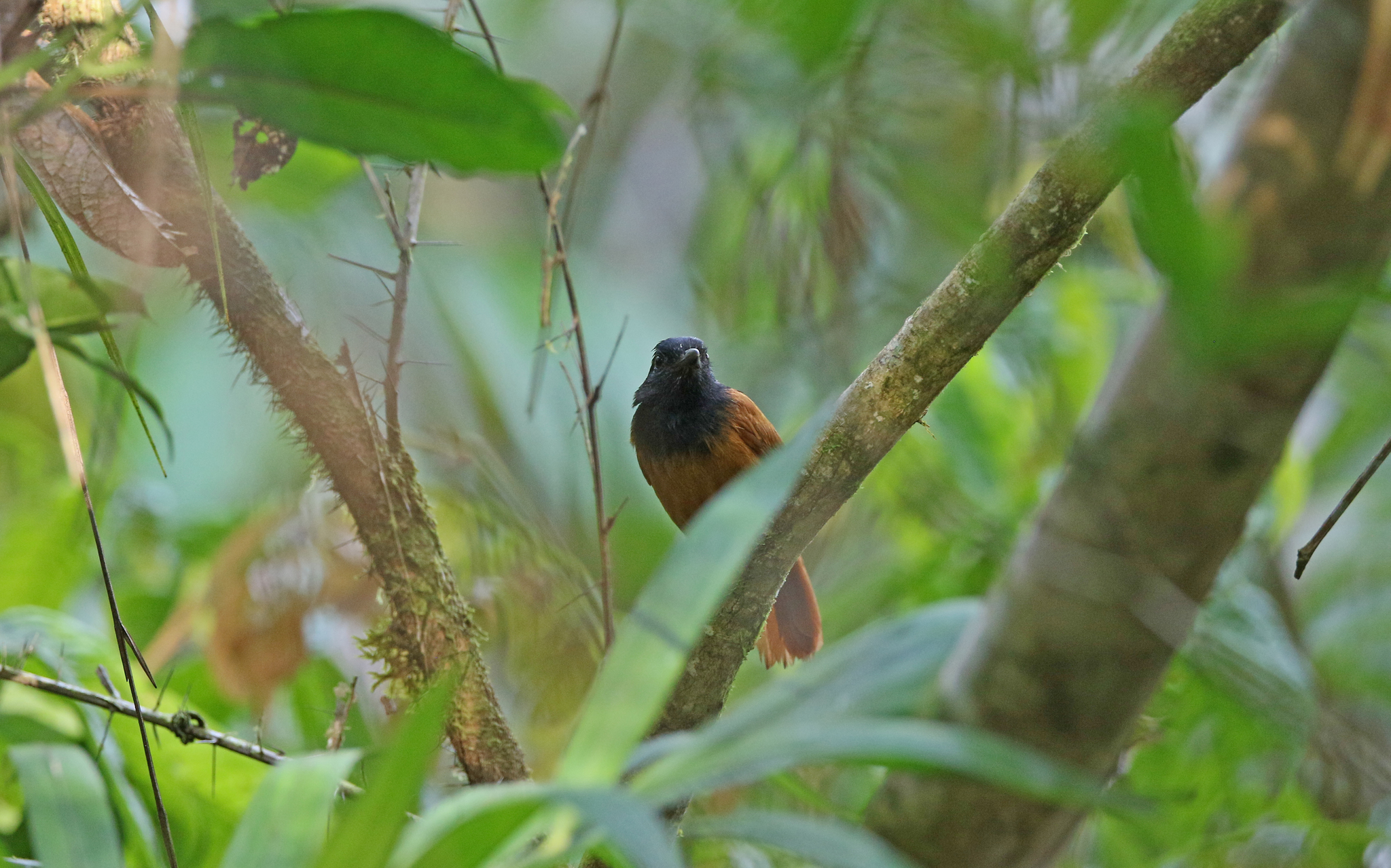 Cocha Antshrike (Thamnophilus praecox), photo 3