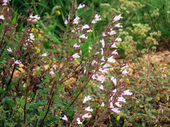 Salvia scabra