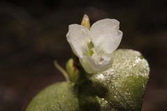 Commelina nivea