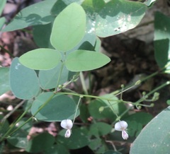 Desmodium affine