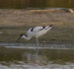 Recurvirostra avosetta