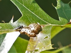 Callirhytis favosa