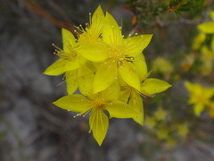 Calytrix flavescens