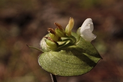 Commelina nivea
