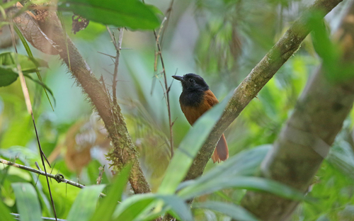 Cocha Antshrike (Thamnophilus praecox), photo 4