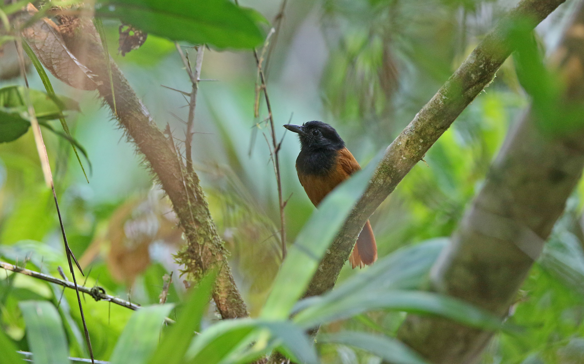 Cocha Antshrike (Thamnophilus praecox), photo 4