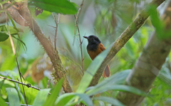 Thamnophilus praecox