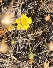 Lessingia glandulifera