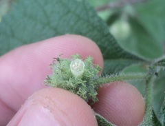 Varronia bullata