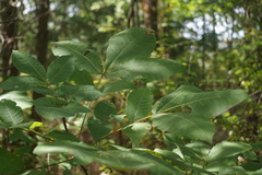 Caryomyia viscidolium
