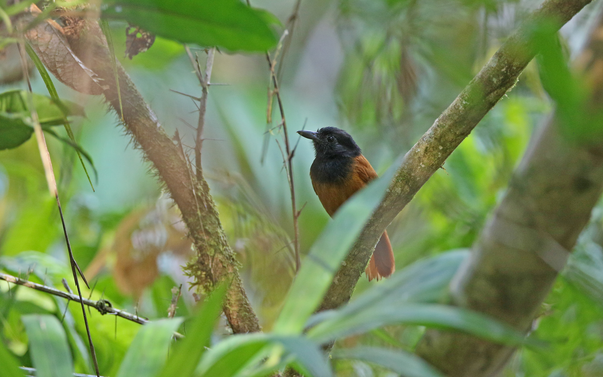 Cocha Antshrike (Thamnophilus praecox), photo 5