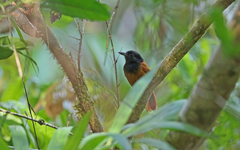 Thamnophilus praecox