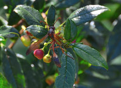 Belonogaster lateritia