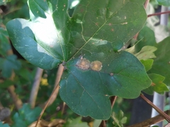 Dasineura tympani