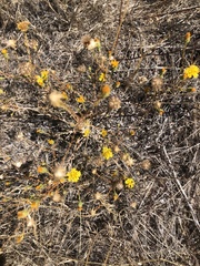 Lessingia glandulifera