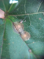 Dasineura tympani