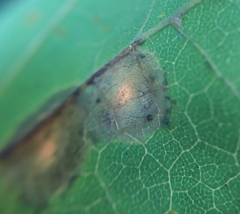 Dasineura tympani