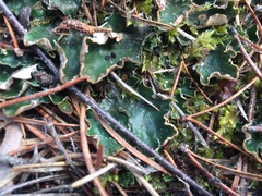 Peltigera leucophlebia