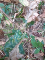 Pseudoneuroterus macropterus