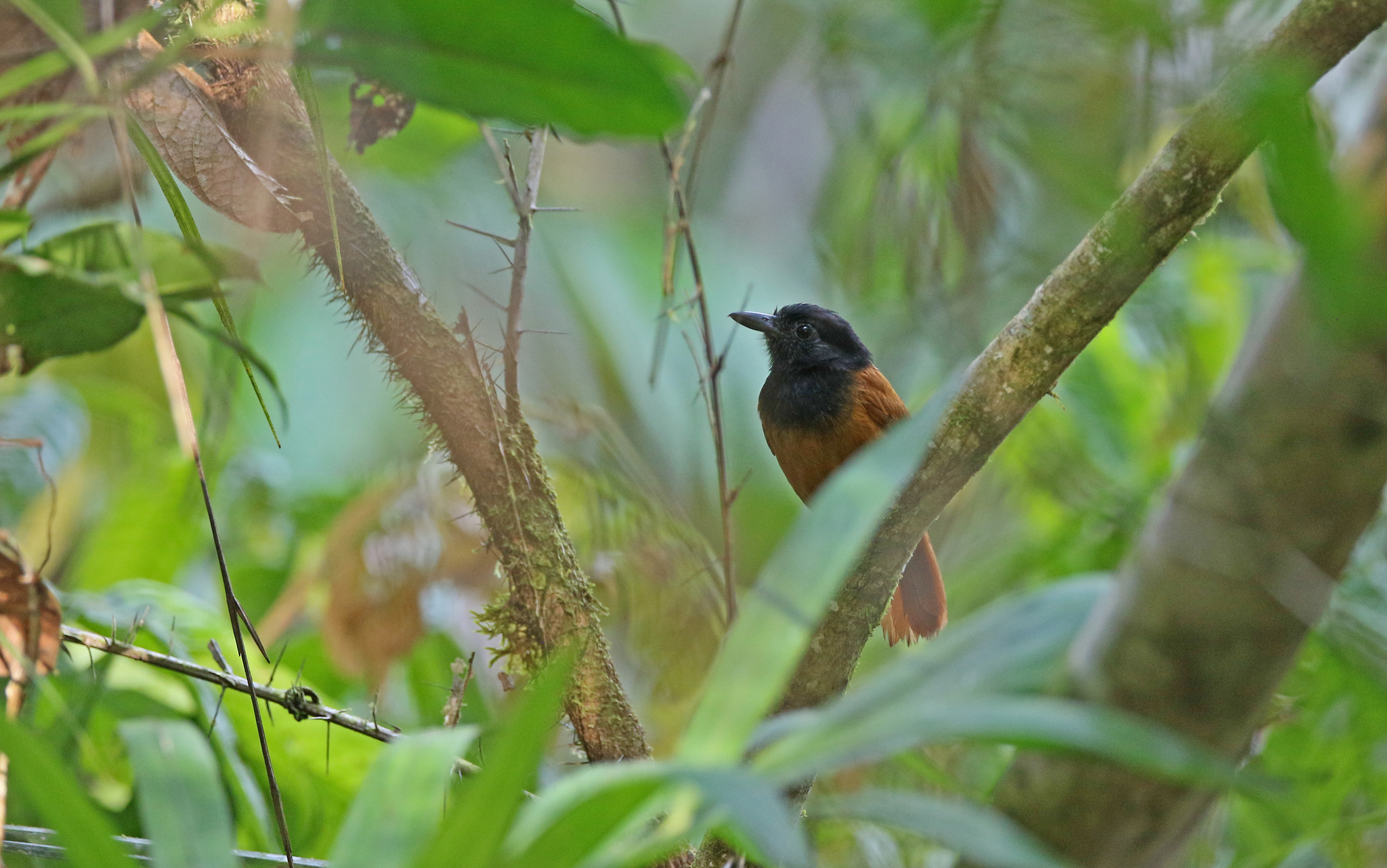 Cocha Antshrike (Thamnophilus praecox), photo 6