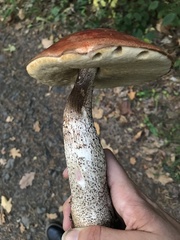 Leccinum vulpinum