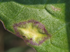 Loewiola centaureae