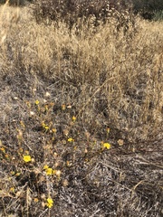 Lessingia glandulifera