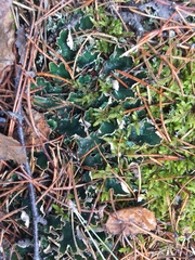 Peltigera leucophlebia