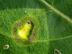 Loewiola centaureae