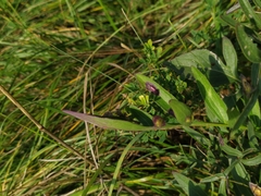 Loewiola centaureae
