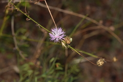 Mantisalca salmantica