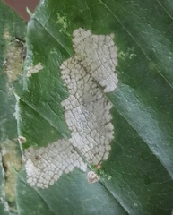 Lepidoptera