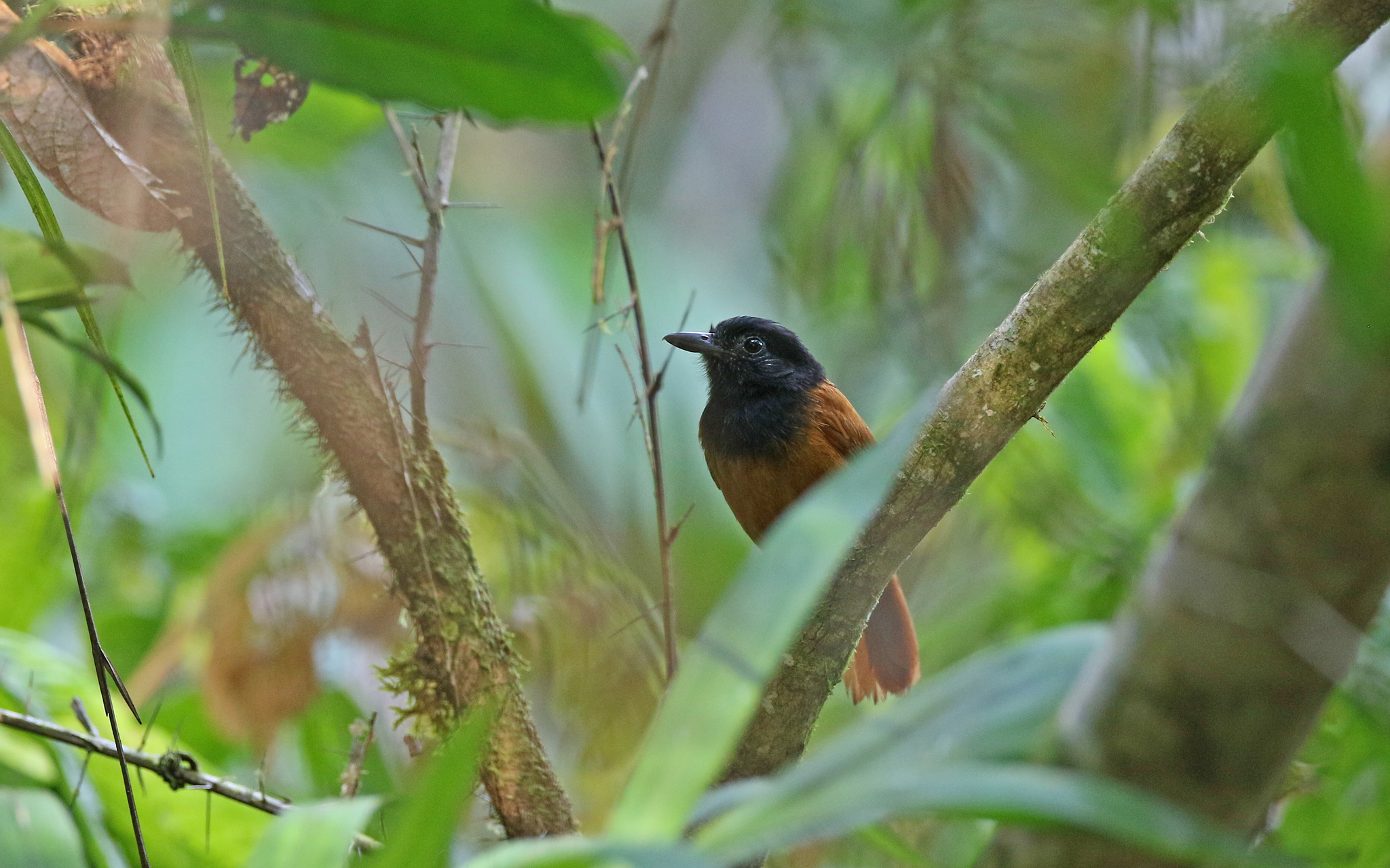 Cocha Antshrike (Thamnophilus praecox), photo 7