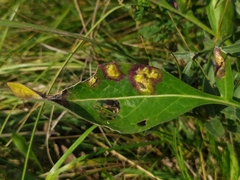 Loewiola centaureae
