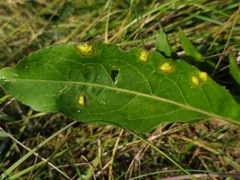 Loewiola centaureae