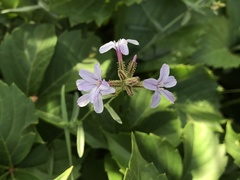 Plumbago europaea