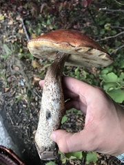 Leccinum vulpinum