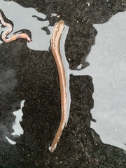 Erpobdella octoculata