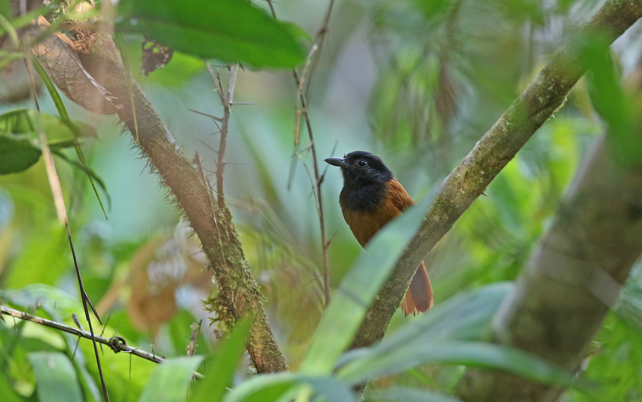 Cocha Antshrike (Thamnophilus praecox), photo 8